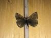 179560 – Photo : Limenitis78 – France (73)